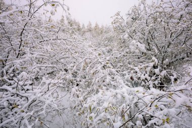 Chengdu, Chaina 'da Bipenggou' daki sonbahar ormanlarına kar yağıyor.