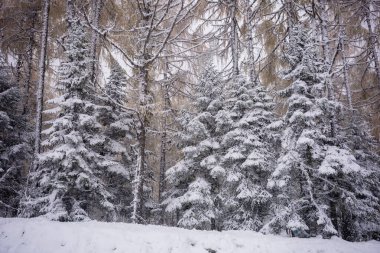 Chengdu, Chaina 'da Bipenggou' daki sonbahar ormanlarına kar yağıyor.