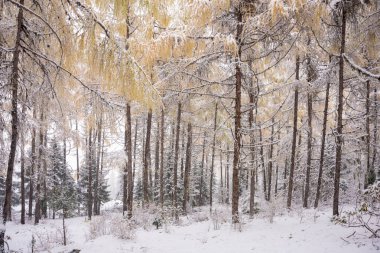 Chengdu, Chaina 'da Bipenggou' daki sonbahar ormanlarına kar yağıyor.