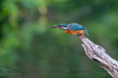 Doğal bir gölette sıradan bir balıkçı yiyecek arıyor..