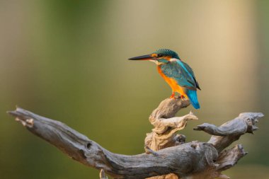 Doğal bir gölette sıradan bir balıkçı yiyecek arıyor..
