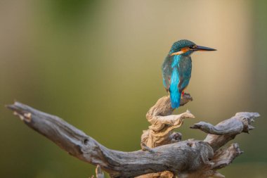 Doğal bir gölette sıradan bir balıkçı yiyecek arıyor..