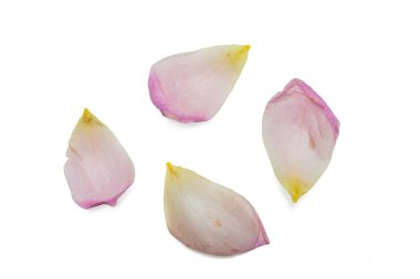 Beyaz gül yaprağının yüksek çözünürlüklü fotoğrafı, yüksek çözünürlüklü 45MP kamerayla çekildi.