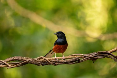 White Rumped Shama  stand in the rain forest, Thailand