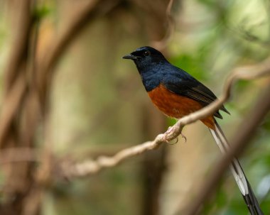 White Rumped Shama  stand in the rain forest, Thailand