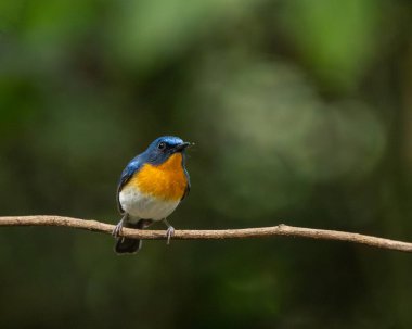 Tayland, yağmur ormanlarındaki erkek Hindiçin mavisi sinekkapan kuş.