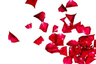 Kırmızı gül yaprağının beyaz arkaplanlı fotoğrafı yüksek çözünürlüklü bir kamerayla çekildi.