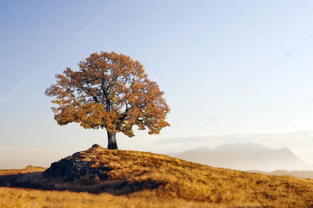 The Alone tree