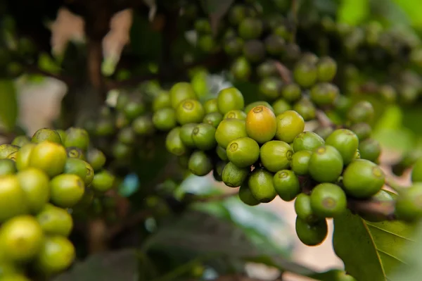 Close-up van koffie planten boom — Stockfoto