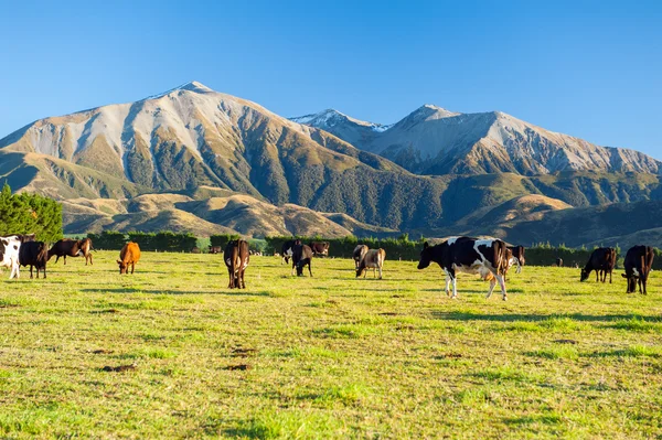 Vacas pastando em um prado verde na Nova Zelândia — Fotografia de Stock