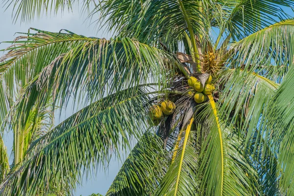 Árbol de coco againt cielo azul — Foto de Stock