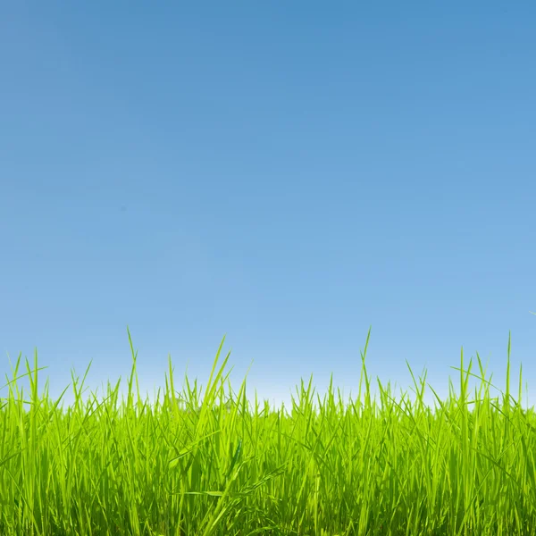 Травяное поле с голубым небом — стоковое фото