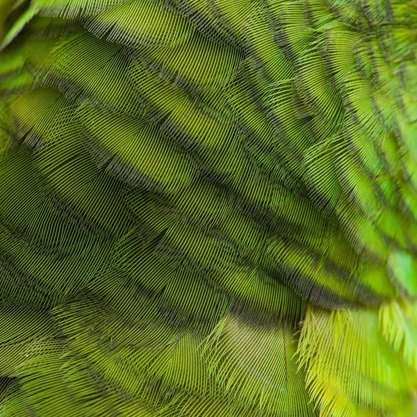 Pena de pássaro, belo padrão de fundo — Fotografia de Stock
