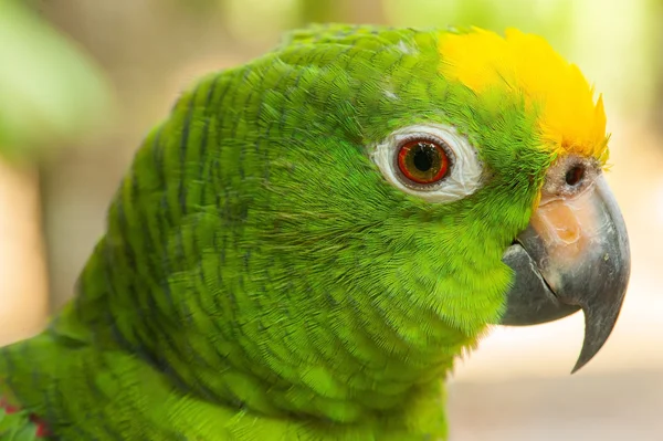 Papagaio bonito e colorido — Fotografia de Stock