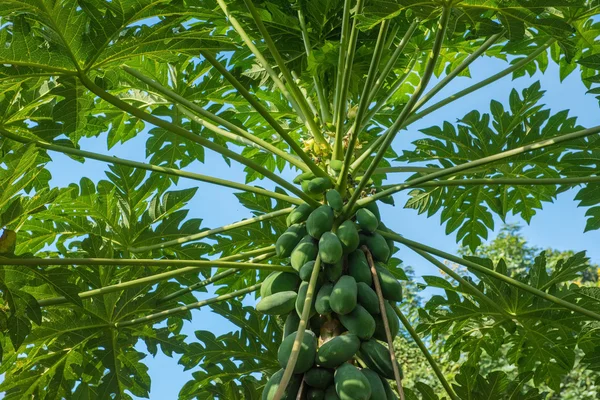 Papaya boom in Thailand — Stockfoto