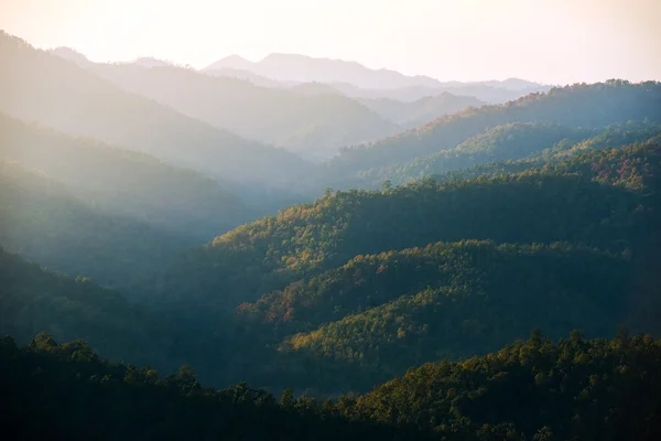Bonita esencia de montaña forestal — Foto de Stock