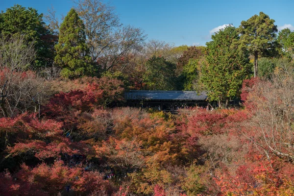 Herbst-Ahornblätterfest in Kyoto, Japan. — Stockfoto