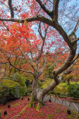 akçaağaç ağaç Arashiyama