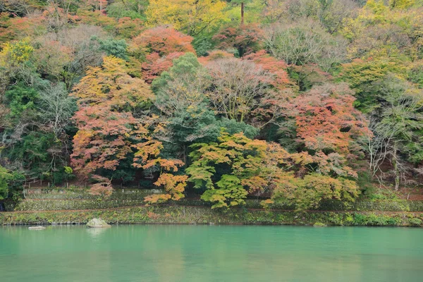 Árbol de arce en Arashiyama — Foto de Stock