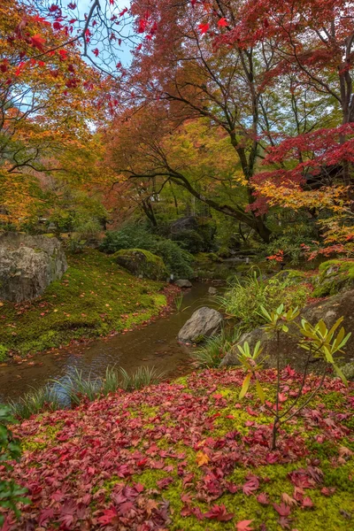 Árbol de arce en Arashiyama — Foto de Stock