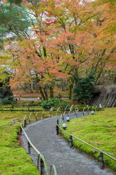 Árvore do bordo em Arashiyama — Fotografia de Stock