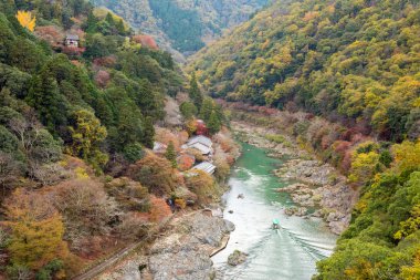 akçaağaç ağaç Arashiyama