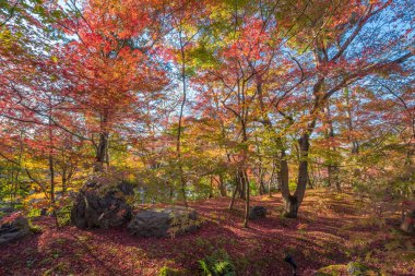 Eikando Tapınağı'nda sonbahar yaprakları 