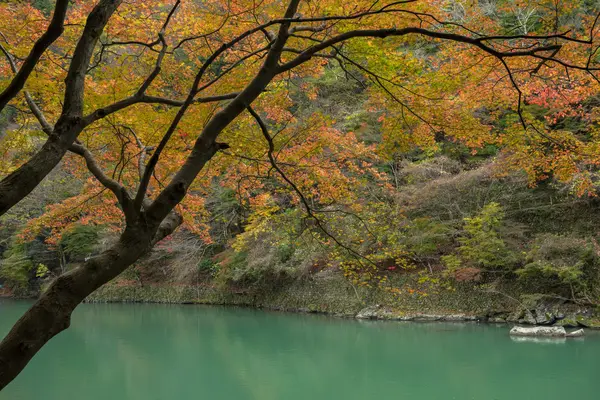 Maple tree in Arashiyama — Stock Photo, Image