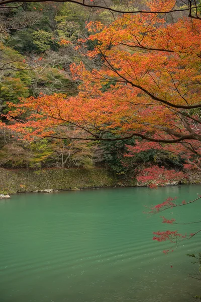 Árbol de arce en Arashiyama — Foto de Stock