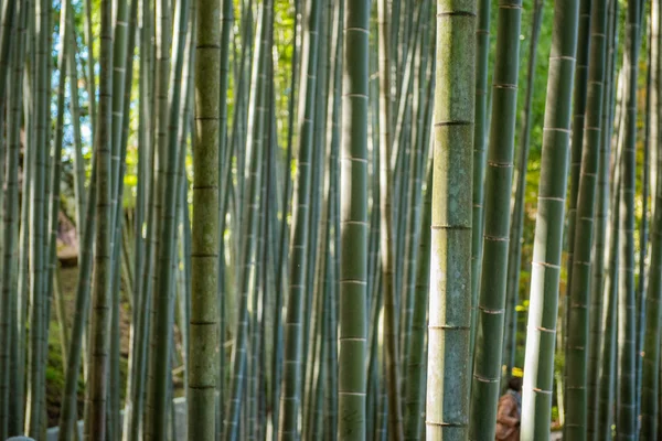 Uma imagem da floresta de bambu — Fotografia de Stock