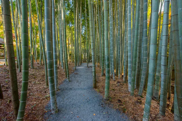 Una imagen del bosque de bambú — Foto de Stock