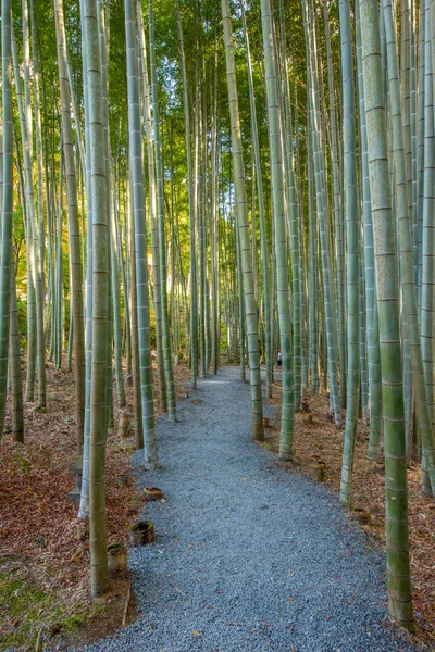 Una imagen del bosque de bambú —  Fotos de Stock