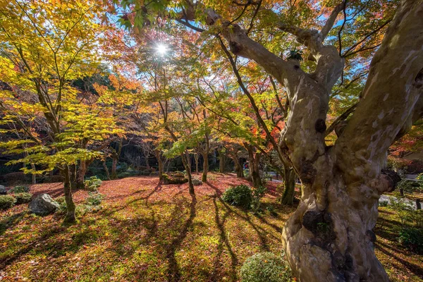 Follaje otoñal en el Templo Enkoji — Foto de Stock