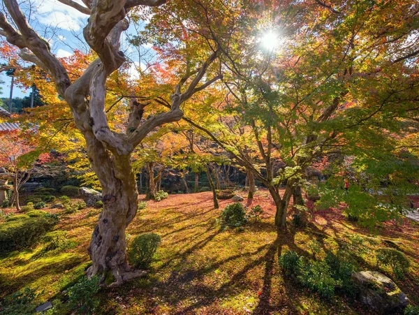 Podzimní listí v Enkoji chrámu — Stock fotografie