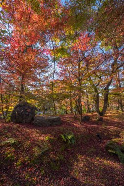 Eikando Tapınağı'nda sonbahar yaprakları 