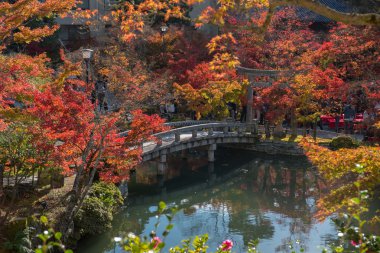 Eikando Tapınağı'nda sonbahar yaprakları 