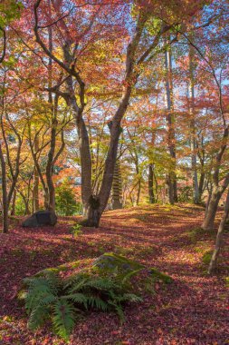 Eikando Tapınağı'nda sonbahar yaprakları 