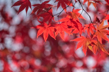 Sonbaharda akçaağaç