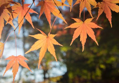Sonbaharda akçaağaç