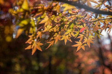 Sonbaharda akçaağaç