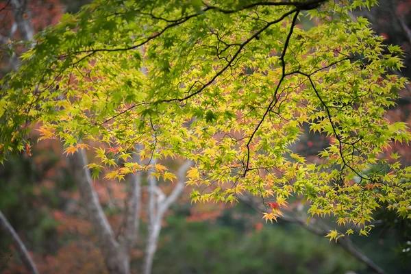 Ahorn im Herbst — Stockfoto