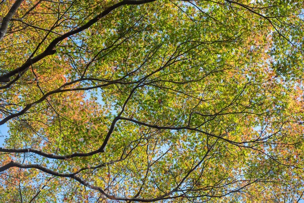 Ahorn im Herbst — Stockfoto