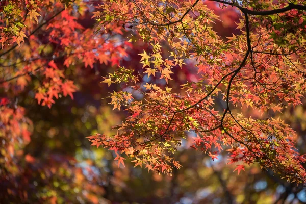 Sonbaharda akçaağaç — Stok fotoğraf