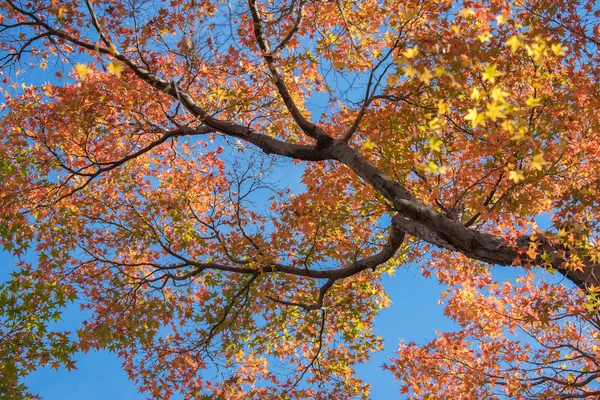 Acero in autunno — Foto Stock