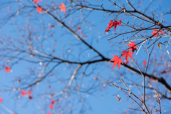 Árbol de arce en otoño — Foto de Stock