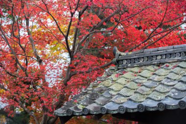 Sonbaharda akçaağaç