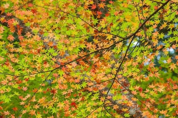 Acero in autunno — Foto Stock