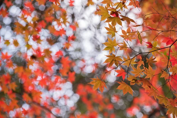 Sonbaharda akçaağaç — Stok fotoğraf