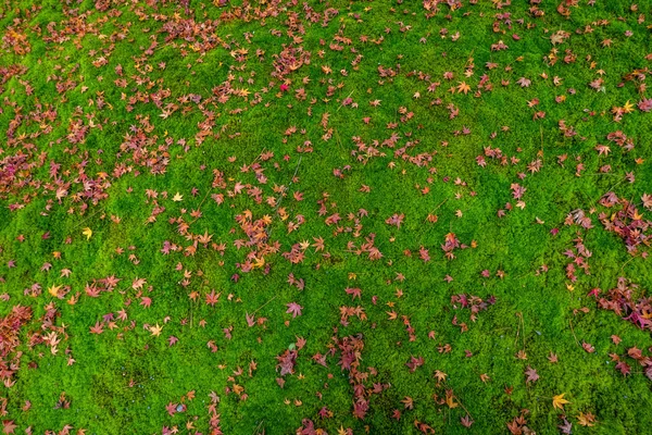 Клен восени — стокове фото