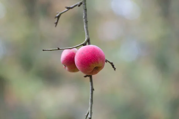 Roter Apfelwein — Stockfoto